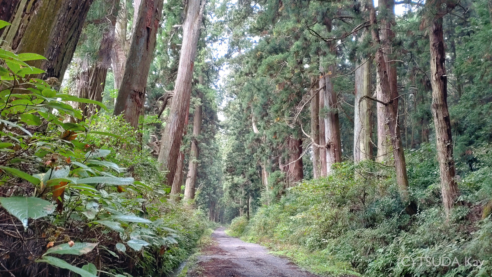 I cycled old nikko road 14